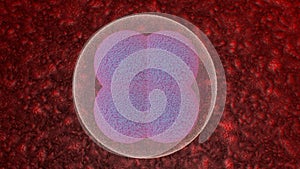 Fertilization is the fusion of haploid gametes egg