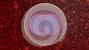 Fertilization is the fusion of haploid gametes egg