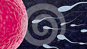 Fertilization is the fusion of haploid gametes egg