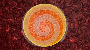 Fertilization is the fusion of haploid gametes egg and sperm Premium Photo