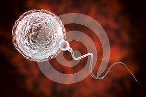Fertilization of human egg cell by spermatozoan