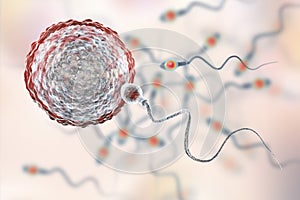 Fertilization of human egg cell by spermatozoan