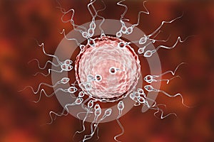 Fertilization of human egg cell by spermatozoan