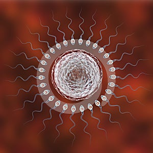 Fertilization of human egg cell by spermatozoan