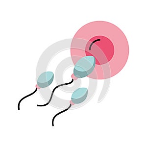 Fertilization of the ovum by the spermatozoon