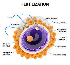 Fertilization. Penetration sperm cell of the Egg photo