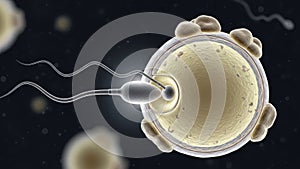 Fertilization process and sperm egg cell fusion in reproductive biology