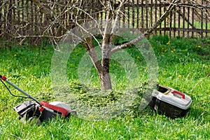 Fertilization of the soil around a fruit tree with trimmed grass