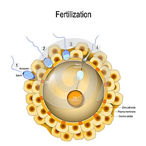 Fertilization. Sperm contacts the surface of an egg photo
