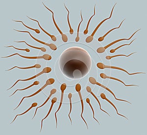 Fertilization: sperm and egg cell