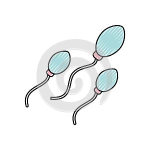 Fertilization by the spermatozoon