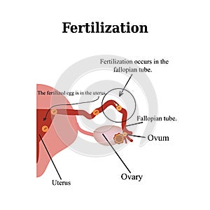Fertilization. Vector illustration isolated on a