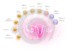 Fertilized cell development