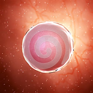 a fertilized egg cell