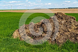 Fertilizer from cow manure and straw. Heap of manure on the field to fertilize