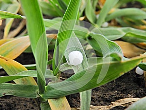 Fertilizer granules on barley leaf.