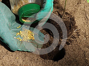 Fertilizer for tomatoes photo