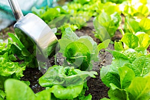 Fertilizes of lettuce field