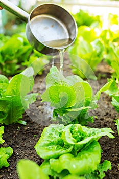 Fertilizes of lettuce field