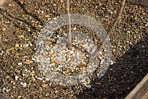 Fertilizing a bush with eggshells photo