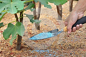 Fertilizing fig tree
