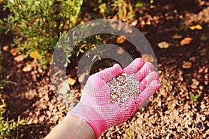 Fertilizing garden plants in summer. Gardener hand in glove