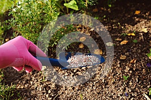 Fertilizing garden plants in summer. Gardener hand in glove