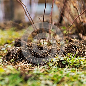 Fertilizing manure around blackberries plants