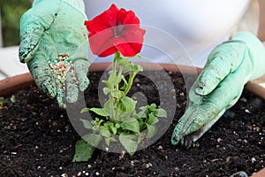 Fertilizing Petunia Flower