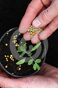 Fertilizing plant seedling