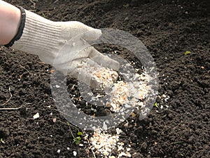 Fertilizing the soil with eggshells. photo