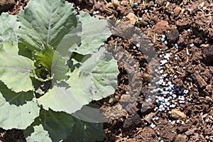 Fertilizing vegetable in garden