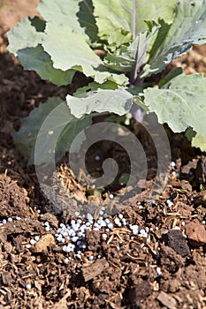 Fertilizing vegetable in garden