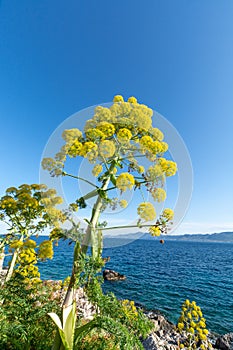 Ferula communis or giant fennel in blossom with big yellow umbrella flowers near Monamvasia, Greece