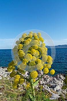 Ferula communis or giant fennel in blossom with big yellow umbrella flowers near Monamvasia, Greece
