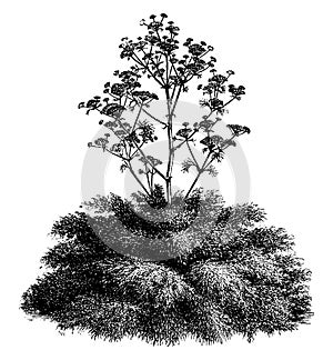 Ferula, Communis, Giant, Fennel, carrot, Apiaceae, tall, herbaceous, perennial, plant, flowers vintage illustration