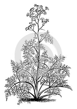 Ferula, Tingitana, Giant, Fennel, Apiaceae, tall, perennial, herb, flowers vintage illustration