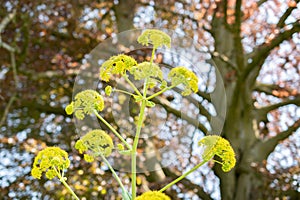 Ferula Tingitana or giant Tangier Fennel plant in Zurich in Switzerland