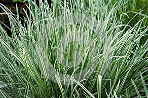 Fescue blue gray, Festuca cinerea photo