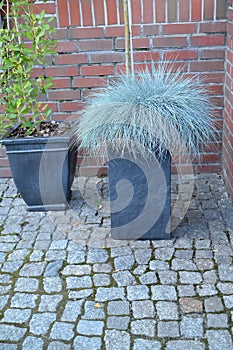 The fescue blue gray Festuca cinerea grows in a decorative flowerpot