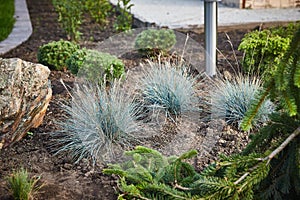 The fescue blue gray Festuca cinerea grows in the garden. landscape design