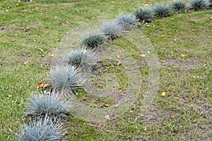 The fescue blue (gray) (Festuca cinerea) is planted on a lawn