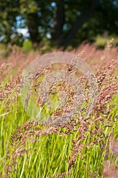 Fescue Grass On Summer Sunny Meadow.