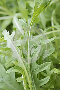 Fesh roquette/rucola/wild rocket