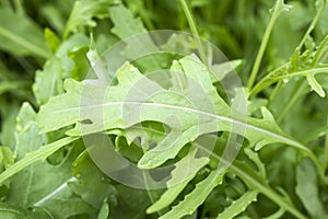 Fesh roquette/rucola/wild rocket