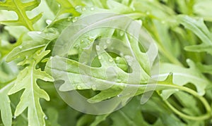 Fesh roquette/rucola/wild rocket