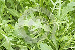 Fesh roquette/rucola/wild rocket