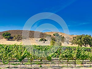 Fess parker winery Vineyard Buellton California