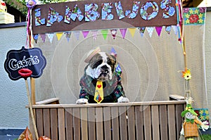 At the festa junina canina a friendly English Bulldog in a free-range lick stall `Lambeijos`