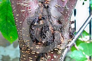 The festering bacterial canker wound on a cherry tree photo